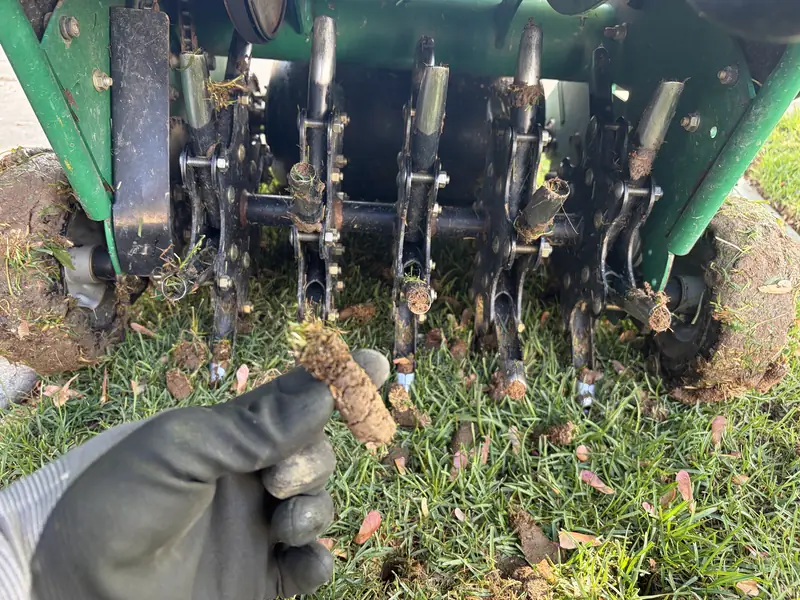 Aerator tines pulling plugs from a lawn